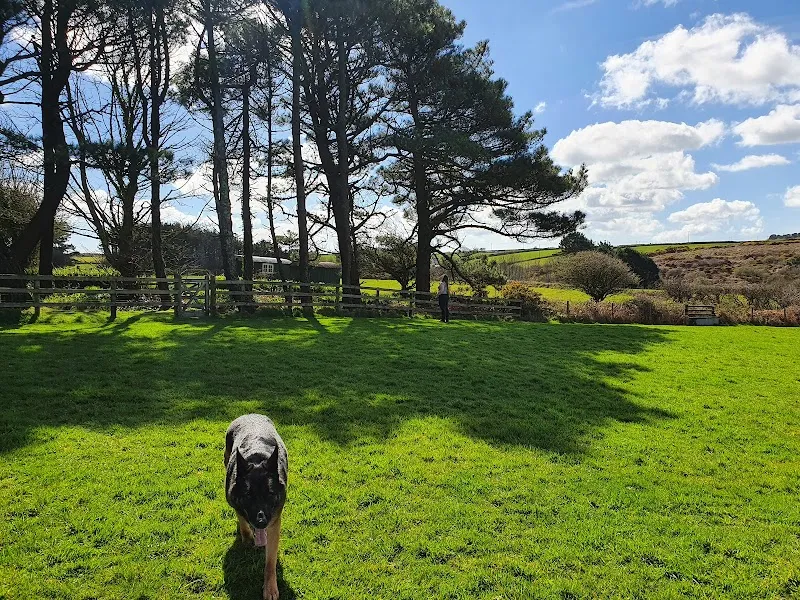 Beano's Ballpark secure private dog field in Cornwall, TR19 6EL