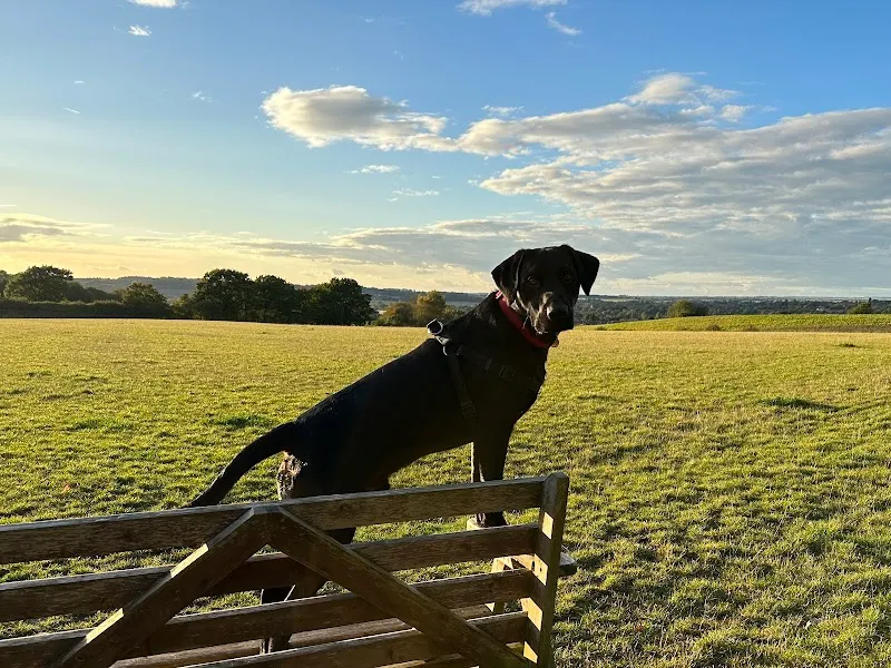 Prospect Meadow - Secure Dog Walking Field secure private dog field in Sudbury, CO10 0PQ