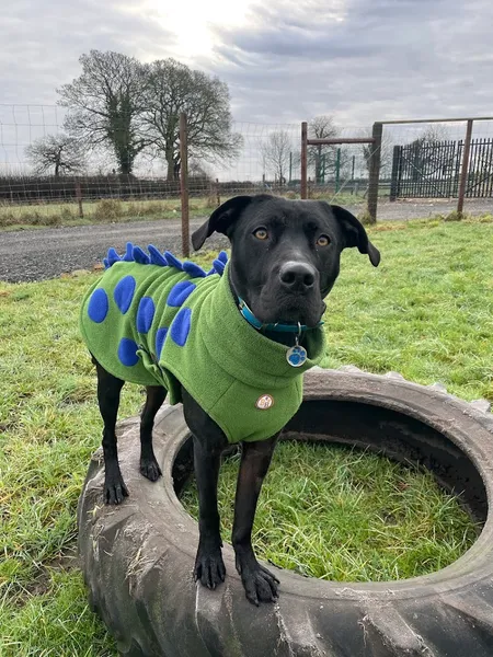 Playground for Pups secure private dog field in Yew Tree Works Marton Macclesfield, SK11 9HN