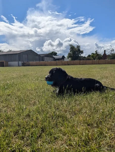 Off The Leash at Headcorn Place secure private dog field in Ashford, TN27 9JS