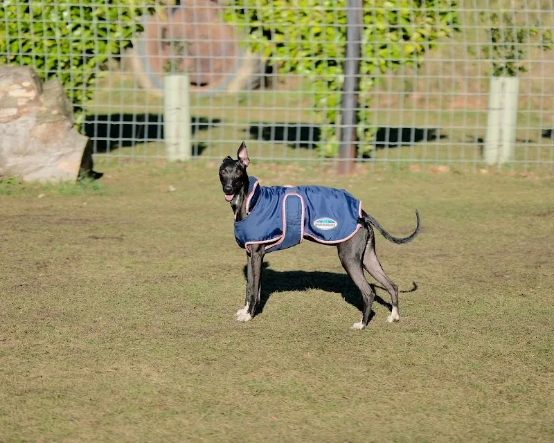 Old Brick Kiln Freedom Field secure private dog field in Thetford, IP26 5AS