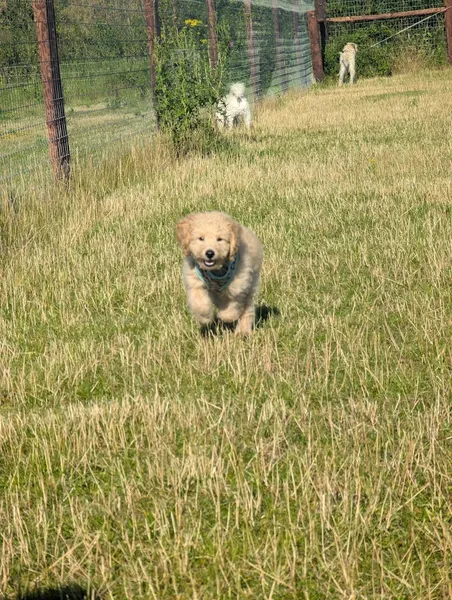 Olivers Dog Walking Field secure private dog field in Witham, CM8 3HY