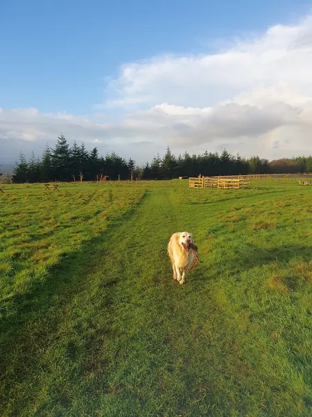 Blackdown Hills Puppy and Dog Activity Park secure private dog field in Sheldon, EX14 4QW