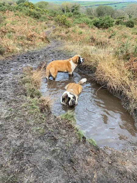 Daisymae secure play paddock secure private dog field in Cornwall, PL26 8NH