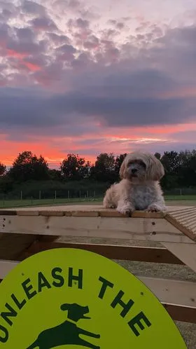 Unleash the Dogs - Uddingston Dog Fields secure private dog field in Glasgow, G71 7RN