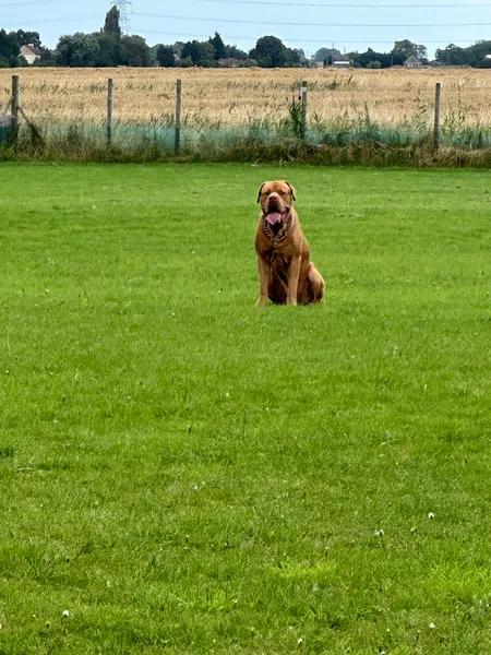 Welhams Farm secure private dog field in King's Lynn, PE34 3BP