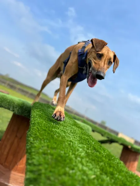 Mollys Meadow Dog Walking Field secure private dog field in BD21 5QU