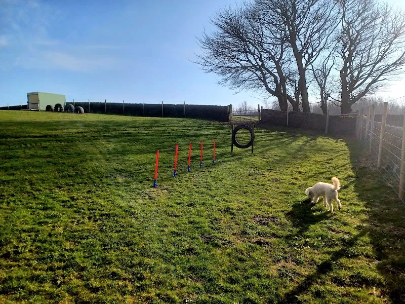 Mollys Meadow Dog Walking Field secure private dog field in BD21 5QU