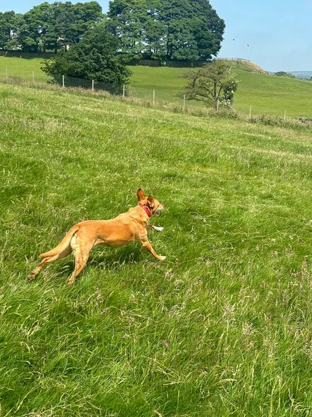 Dogs Run 4 Fun secure private dog field in West Yorkshire, LS29 7SD