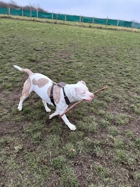 Run Free Dog Fields secure private dog field in Dalkeith, EH22 3LD