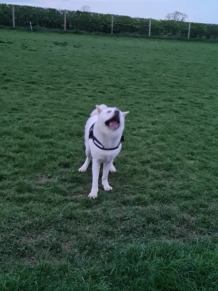 The Field at Field secure private dog field in Uttoxeter, ST14 8SG