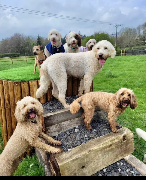 Country Canines dog park secure private dog field in Barnard Castle, DL12 0BF