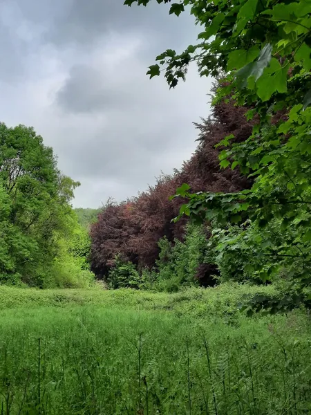 Dinas Powys woodland walk secure private dog field in Vale of Glamorgan, CF64 4HL