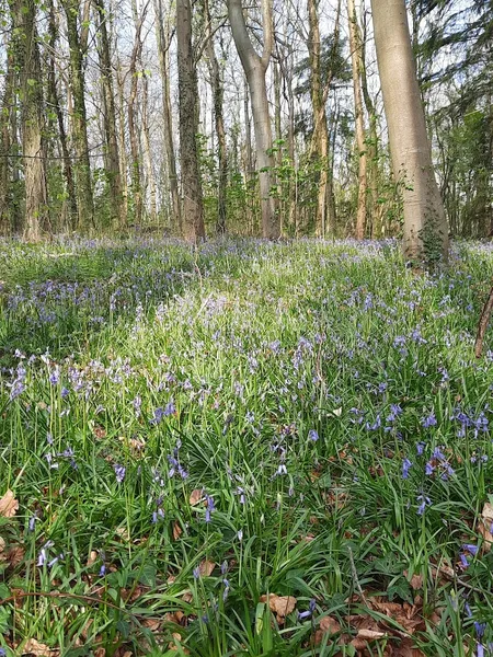 Dinas Powys woodland walk secure private dog field in Vale of Glamorgan, CF64 4HL