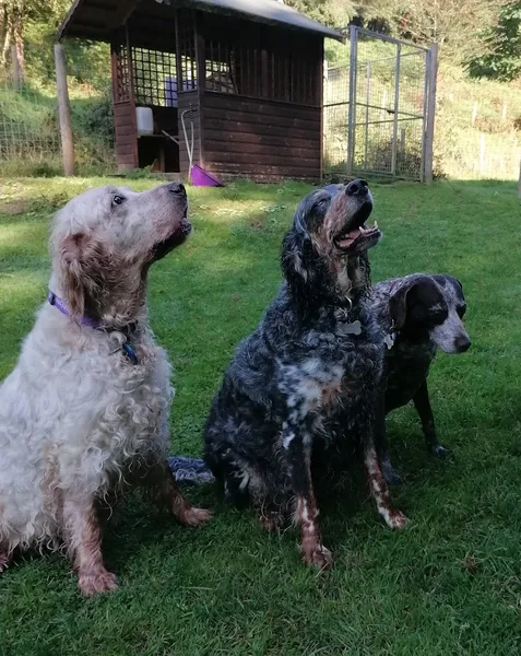 Foxglove Dog Trainer secure private dog field in Longhope, GL17 0ED