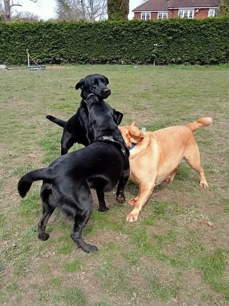Simon's Fields secure private dog field in Horsham, RH12 4RF