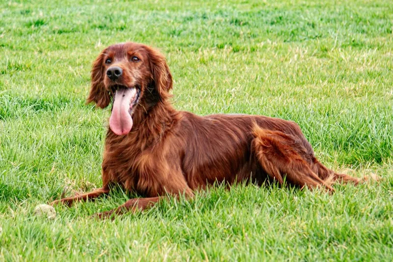 Jacks Place secure private dog field in Norton, DN69HE