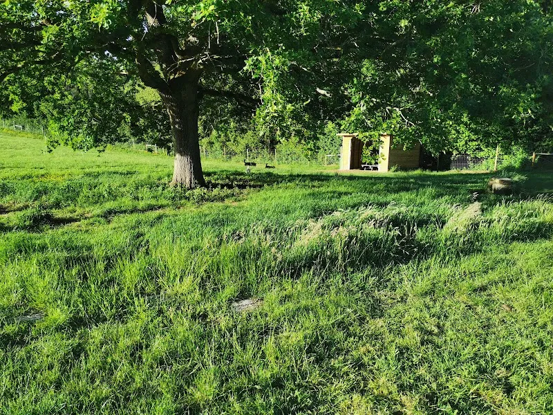 Daisy Dog Meadow secure private dog field in GU31 5RF