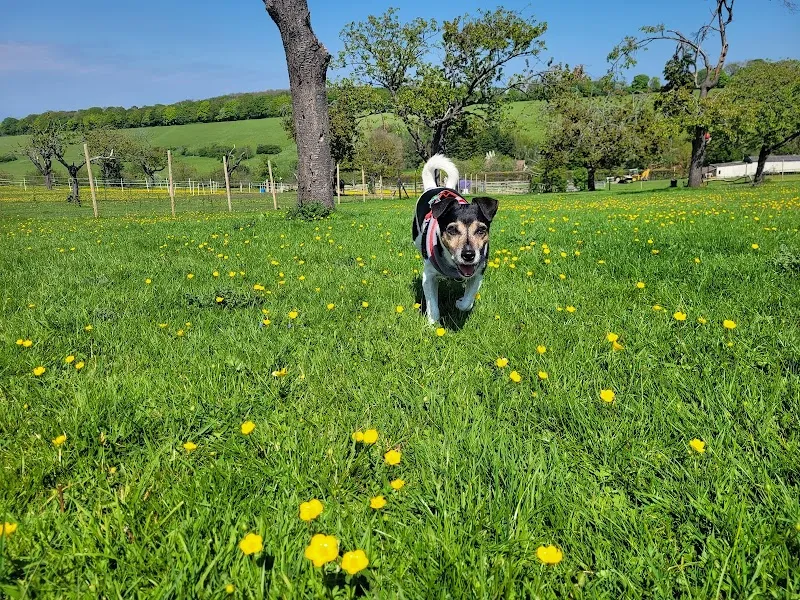 Pett Farm Pooch Paddock secure private dog field in Sittingbourne, ME9 7RJ