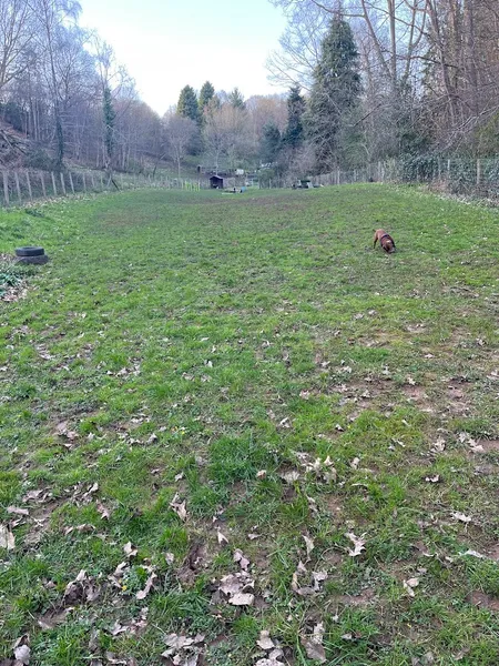 Foxglove Secure Dog Field secure private dog field in Forest of Dean, GL16 8PA