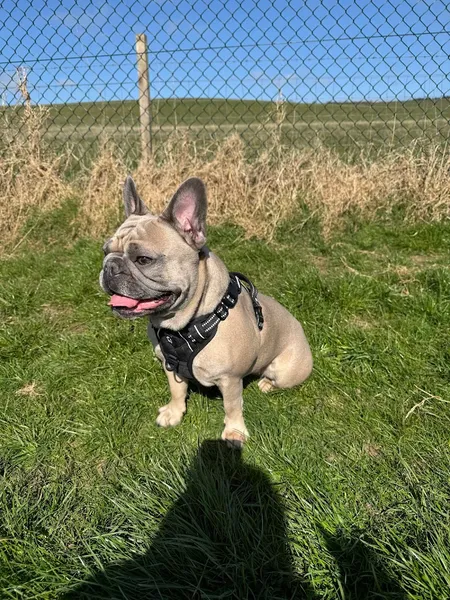 Run Free Dog Fields - Milngavie secure private dog field in Glasgow, G64 4AX