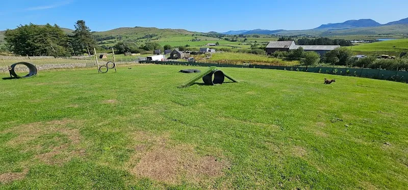 Traws dog park secure private dog field in Trawsfynydd, LL41 4TL