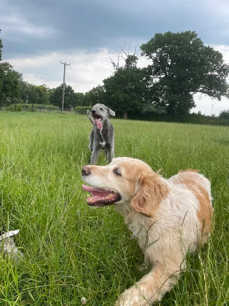 grendon dog field secure private dog field in CV9 3DP