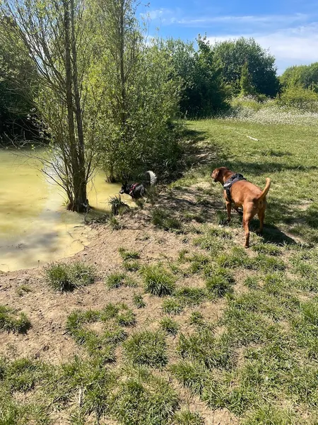 Porters Farm, Ruffian Wood secure private dog field in Kelvedon, CO5 9DD