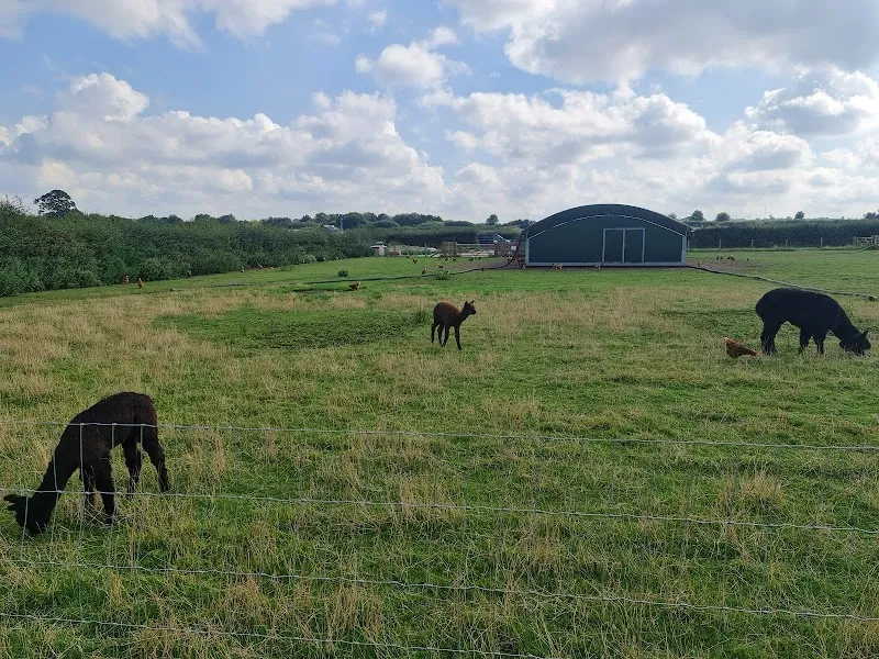 Yolk Farm Dog Walking Field secure private dog field in Boroughbridge, YO51 9HY