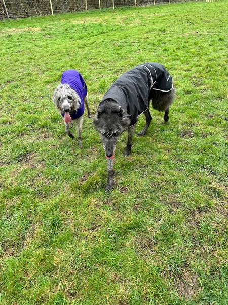 Paw & Co. freedom field secure private dog field in Grimsby, DN41 8TP