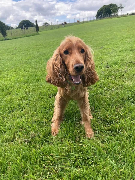 Ruddy Paws secure private dog field in Rudyard, ST13 8PP