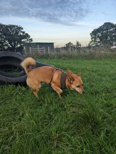Molehill Offlead Dog Field secure private dog field in Ledbury, HR8 1HT