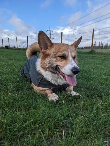 Foxyhounds Dog Walking Field secure private dog field in Gravesend, DA13 9PA