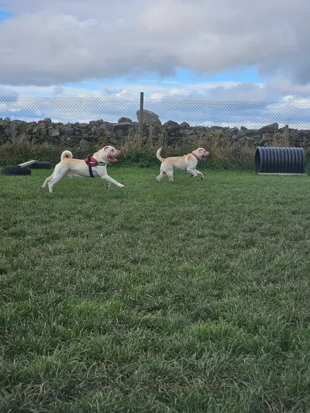 Run Free Dog Fields - Kingswells secure private dog field in Kingsford, AB15 8SL
