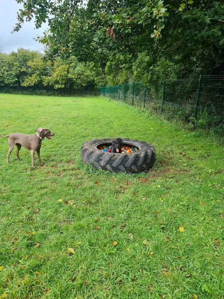 Zero's Play Zone secure private dog field in Callington, PL17 7JX