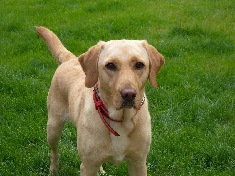 Allet Dog Paddock secure private dog field in Truro, TR4 9DG
