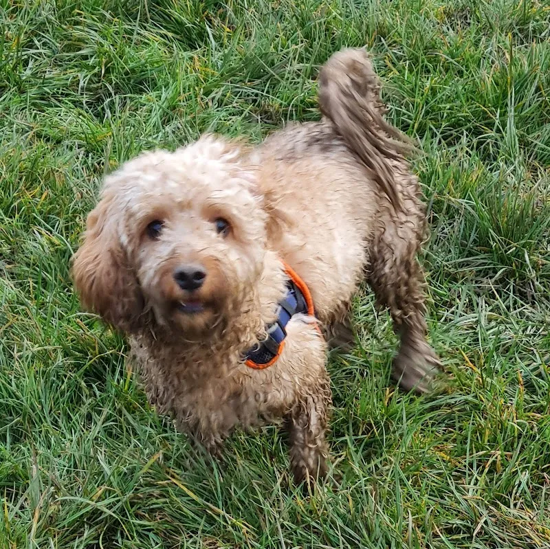 Run Free Dog Fields - Carluke secure private dog field in Carluke, ML8 5HE