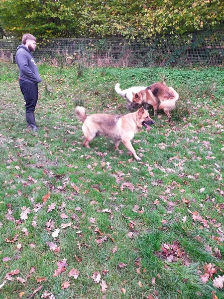 Drysgoed Farm Secure Dog Exercising Facility secure private dog field in Pontypridd, CF38 1SN