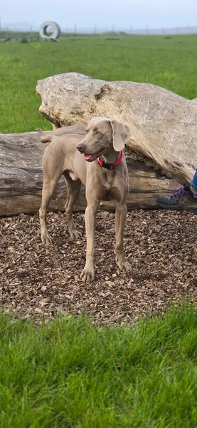 Kilrenny Kanines secure private dog field in Anstruther, KY10 3JP