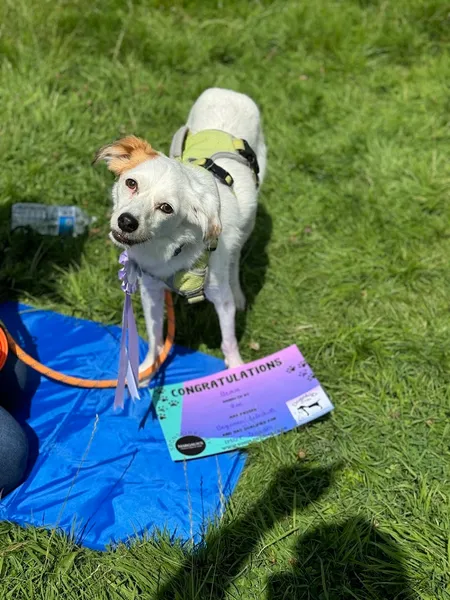 Dogology Dog Training & Walking secure private dog field in Hartford, SG13 8PR