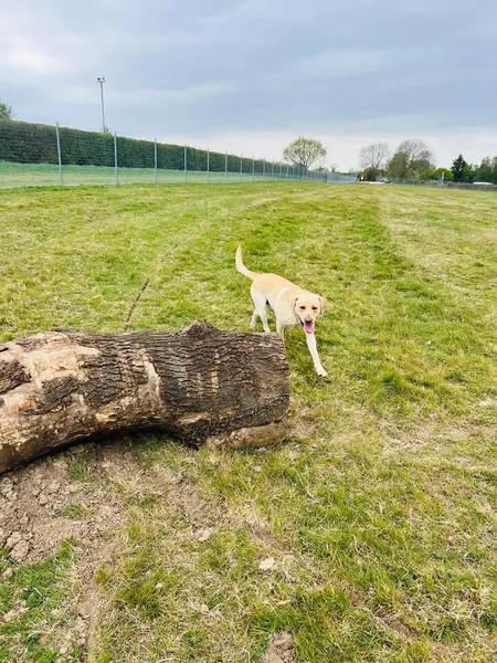 Baulking Dog Field secure private dog field in Baulking, SN7 7QE