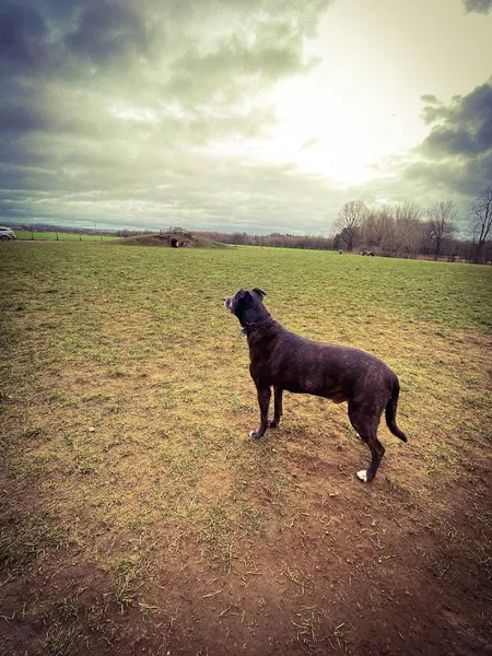 Paw Park Sand Hutton secure private dog field in York, YO41 1LH