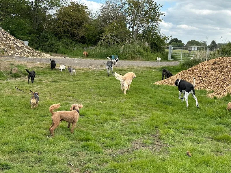 Waterloo Kennels secure private dog field in Cheltenham, GL52 7RU
