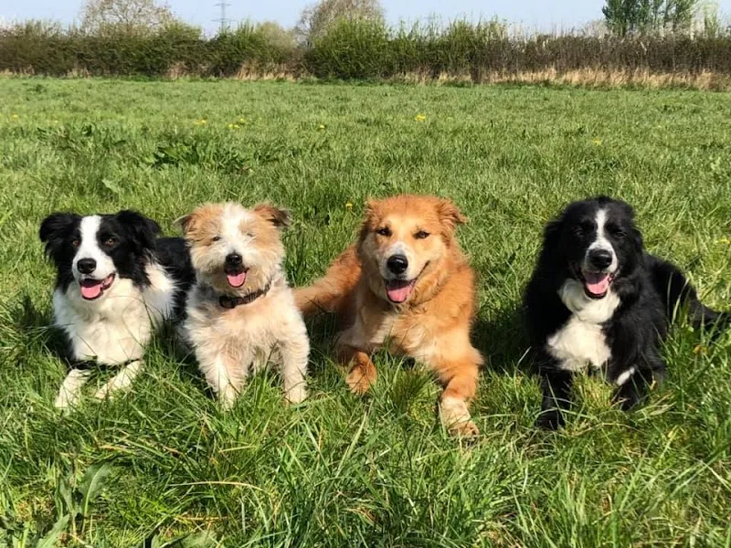 Canine Relate Dog Training secure private dog field in Bristol, BS35 4JL