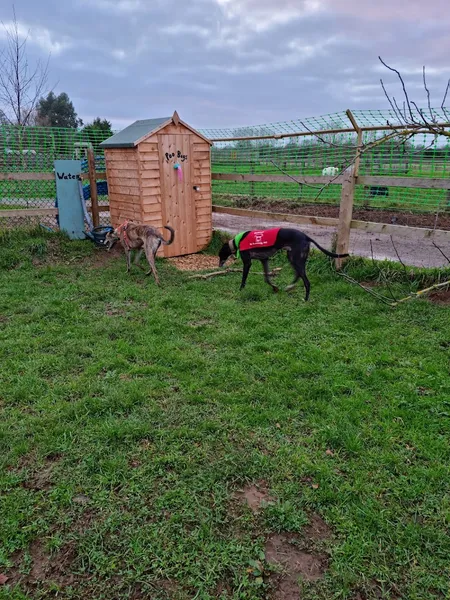 Baldham Dog Park secure private dog field in Melksham, SN12 6PW