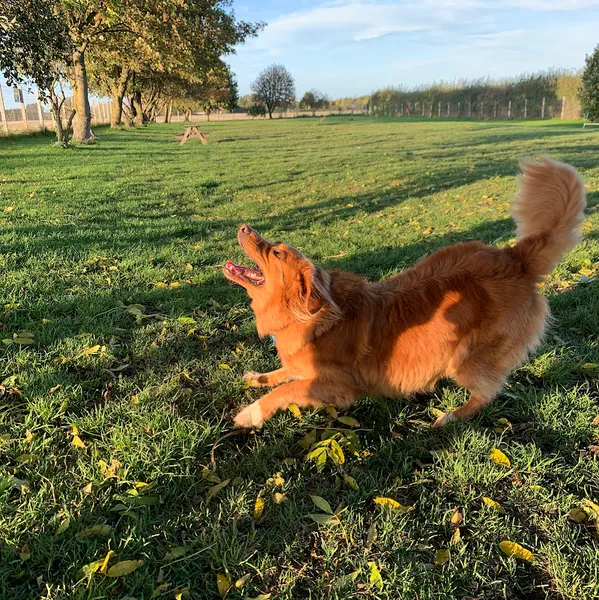 Poochie Park and Poochie Pantry Raw Dog Food Supplies secure private dog field in Leeds, LS25 6HP