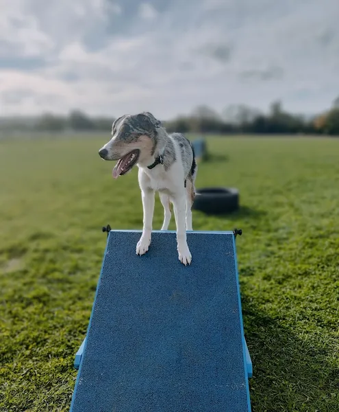 Muddy Paws Fields (Evercreech) secure private dog field in Shepton Mallet, BA4 6LB