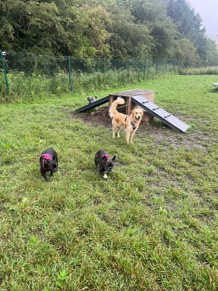 Coatbridge Dog Park secure private dog field in Coatbridge, ML5 2FE
