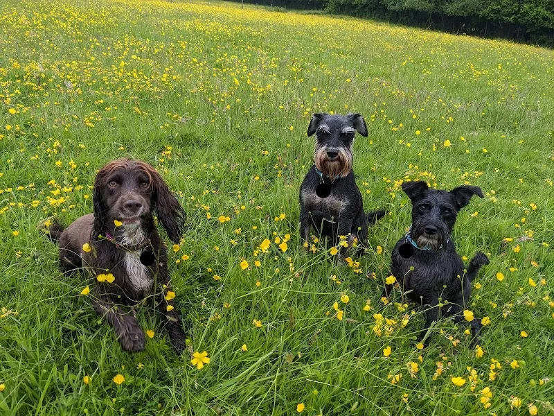 The Dog Walking Field - Imberhorne secure private dog field in Imberhorne Ln East Grinstead, RH19 1TZ