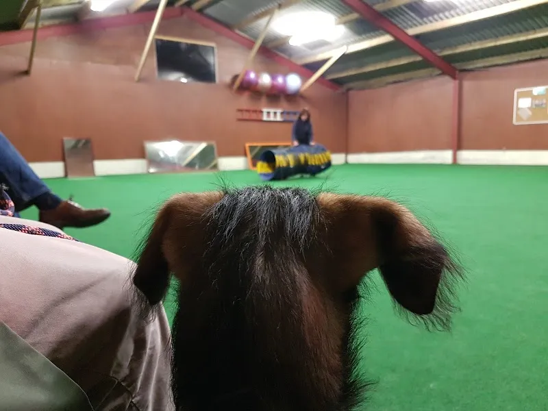 Northumberland Canine Centre, secure private dog field in Morpeth, NE65 9QE